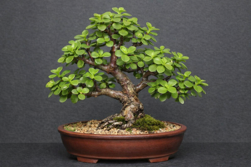 Good Luck Jade Plant