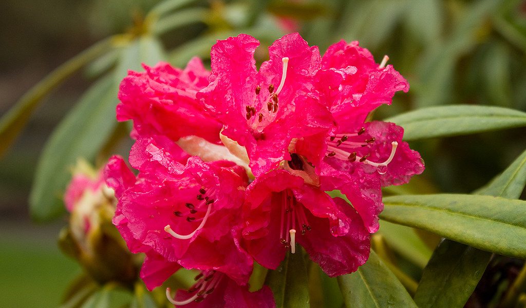 Rhododendron
