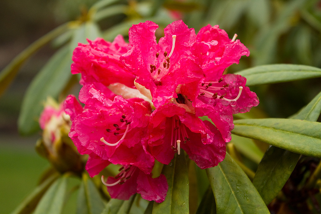 Rhododendron