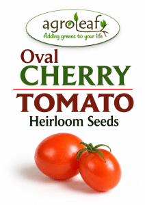 Oval Cherry Tomato