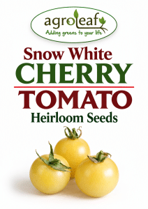 Snow White Cherry Tomato