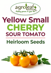 Snow White Cherry Tomato