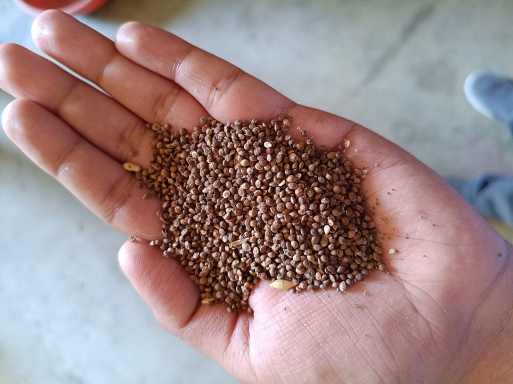 Kodo Millet: The Grain That Refused to Disappear