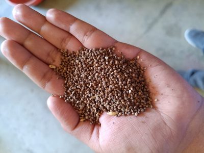 Kodo Millet