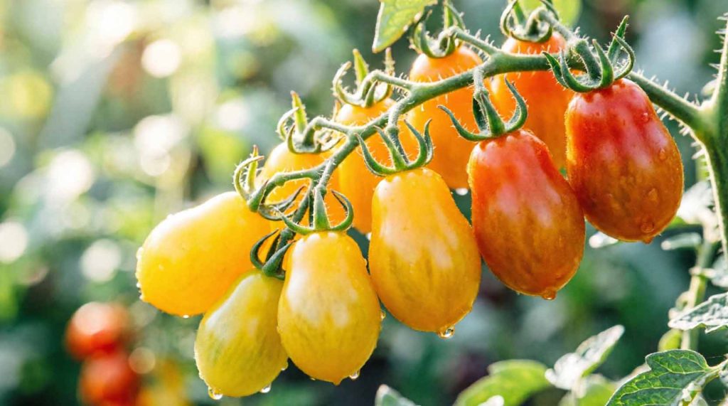 yellow cherry tomatoes
