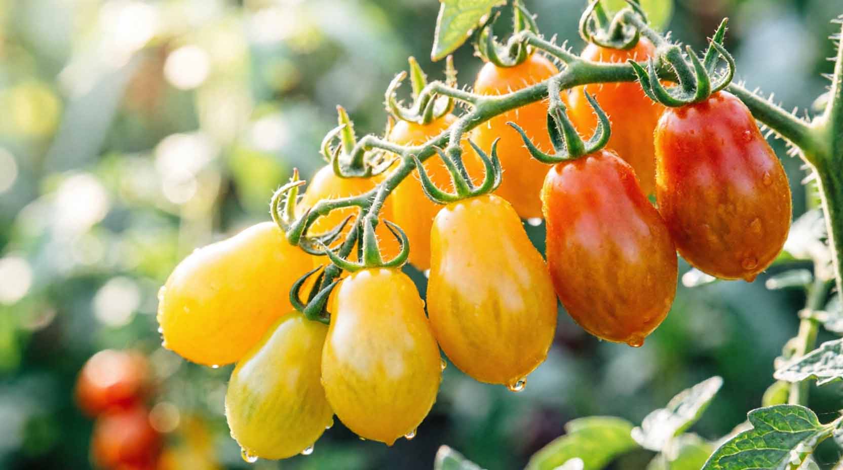 yellow cherry tomatoes